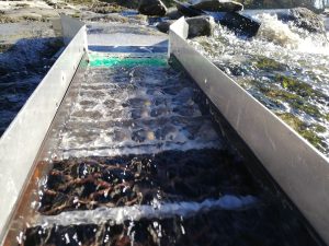 Orpaillage : Les 53 astuces et conseils du chercheur d'or 7 l'astuce des tapis actifs dans votre rampe de lavage