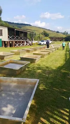 préparation des bacs pour une compétition de championnat du monde d’orpaillage