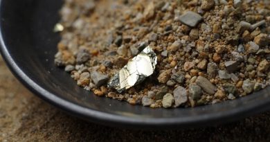 grosse paillette de Chalcopyrite alluvionnaire dans une batée d'orpaillage