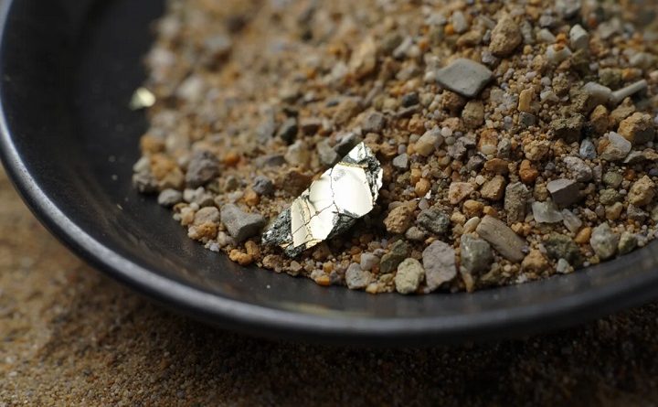 grosse paillette de Chalcopyrite alluvionnaire dans une batée d'orpaillage