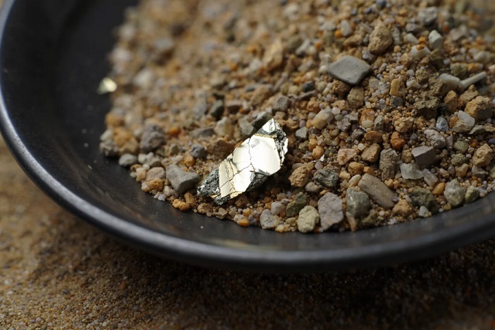 grosse paillette de Chalcopyrite alluvionnaire dans une batée d'orpaillage