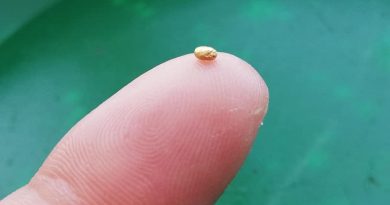 grain d'or trouvé dans le salat