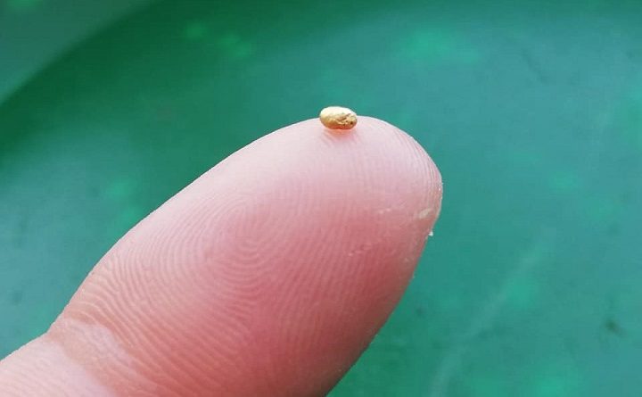 grain d'or trouvé dans le salat