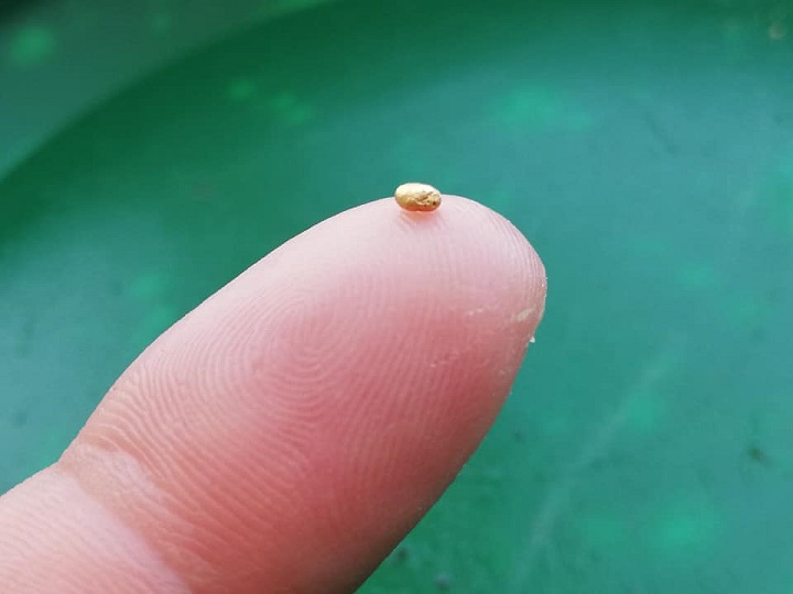 grain d'or trouvé dans le salat