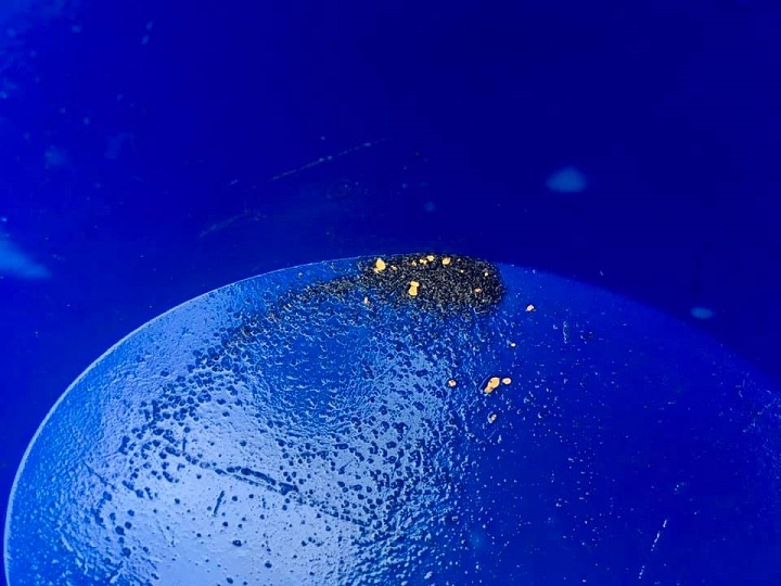 plusieurs paillettes d'or trouvé par un orpailleur au fond de sa batée bleue
