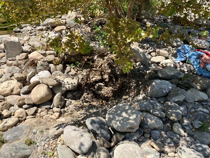 Arbre aux racines dechaussees suite a un trou d orpaillage mal rebouche dans les galets du Gard